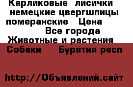 Карликовые “лисички“  немецкие цвергшпицы/померанские › Цена ­ 35 000 - Все города Животные и растения » Собаки   . Бурятия респ.